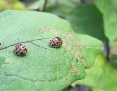 家庭菜園で見かける害虫の種類と対策