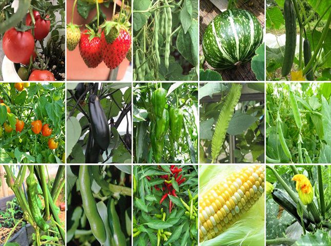 実野菜の種類と栽培方法一覧