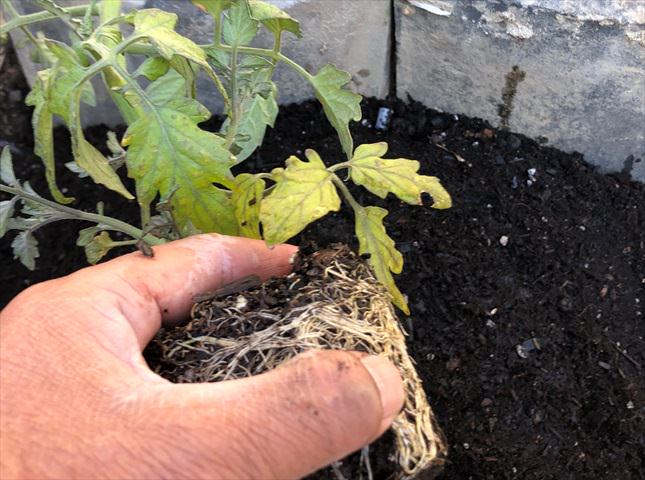 トマトの苗の植え付け