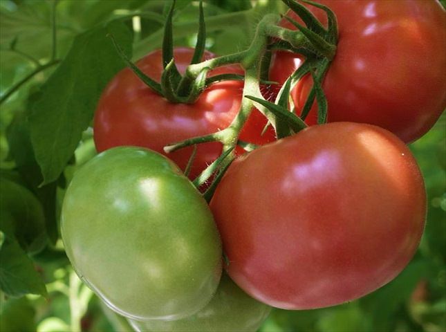 トマトの栽培方法