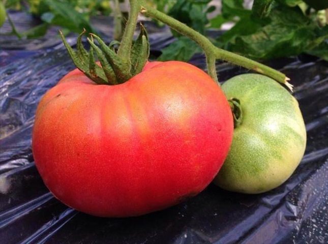 トマトの追肥時期