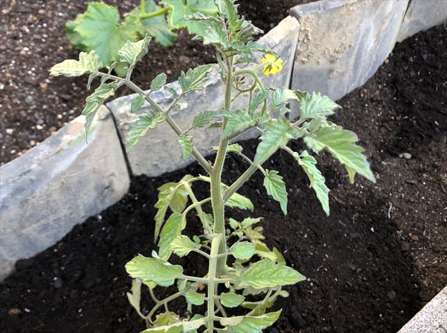 トマトを苗から育てる