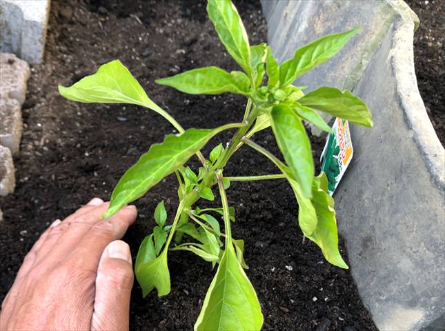 トウガラシの苗の植え付け方