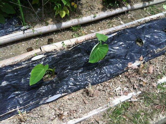 サトイモをプランターに植え付ける方法