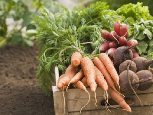 根野菜の種類と栽培方法一覧