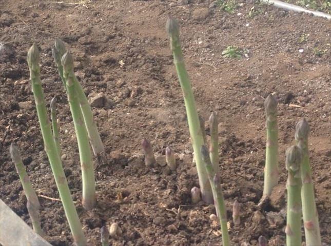 アスパラガス栽培方法と育て方のコツ