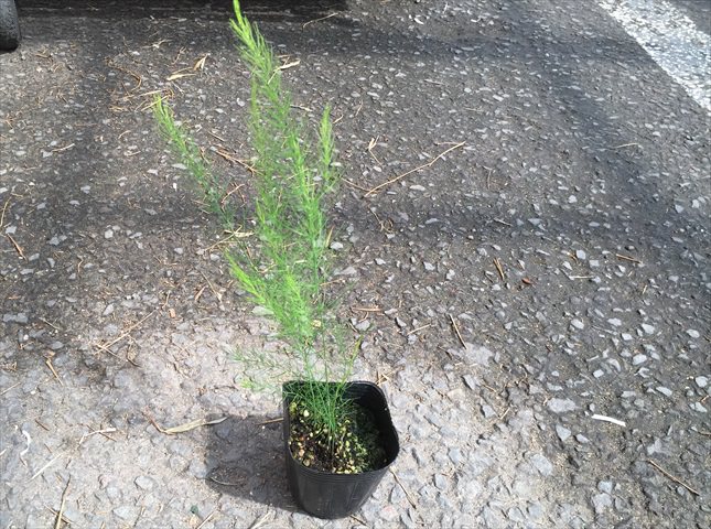 アスパラガスの苗の植え付け方