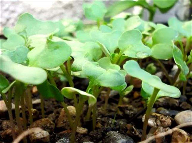 ブロッコリーを種から育てる方法