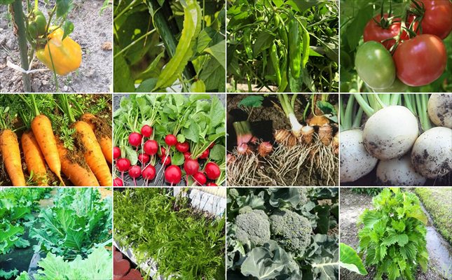 簡単！野菜の育て方　Kitchen Garden Textbook！