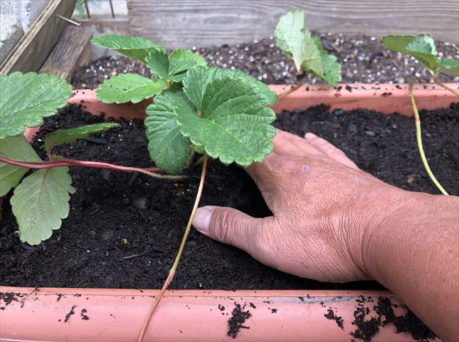 イチゴの苗を植え付ける向き
