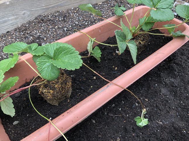 イチゴの苗を植え付ける