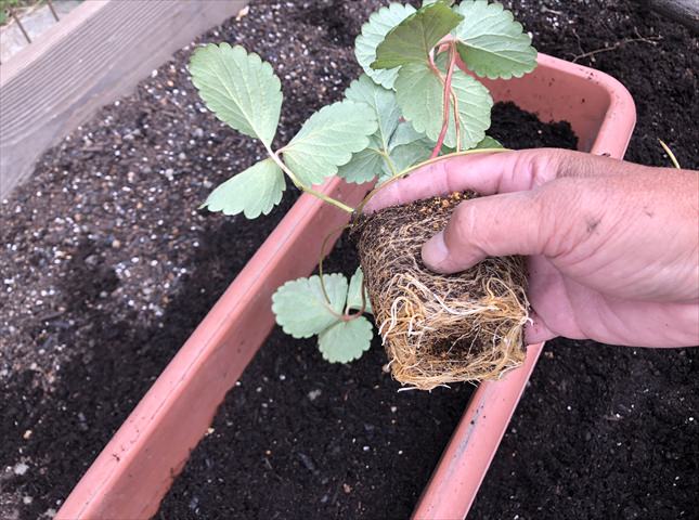 イチゴの苗の植え付け方