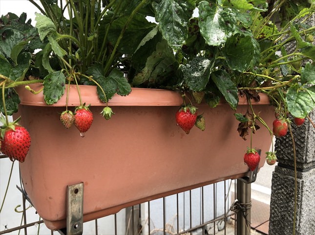 イチゴの収穫時期