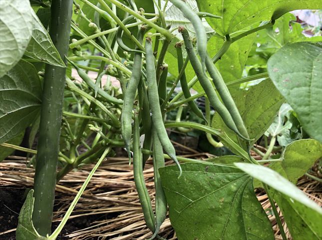 いんげん豆 栽培