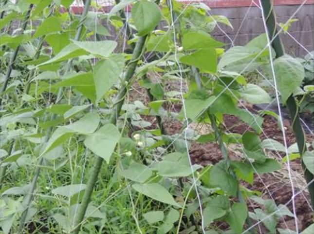 いんげん豆 栽培