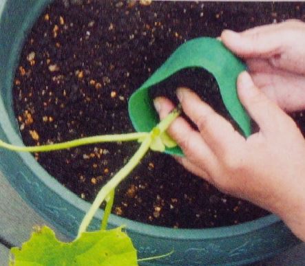 メロンの苗の植え付け方