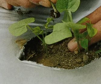 シカクマメの苗の植え付け適期