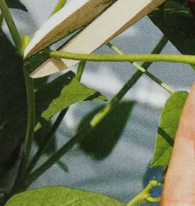 芋の収穫適期