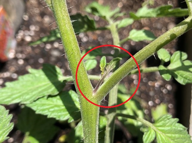 トマトの芽かき作業中に茎に傷を付けてしまった時の対処法