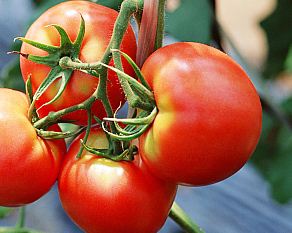 トマトの上手な栽培方法
