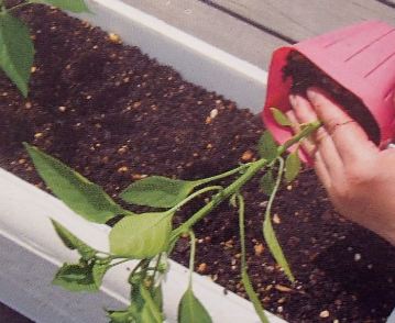 トウガラシの苗の植え付け方