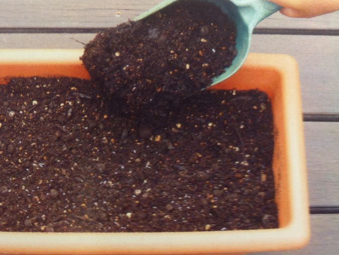 キヌサヤ栽培の用土を入れる量