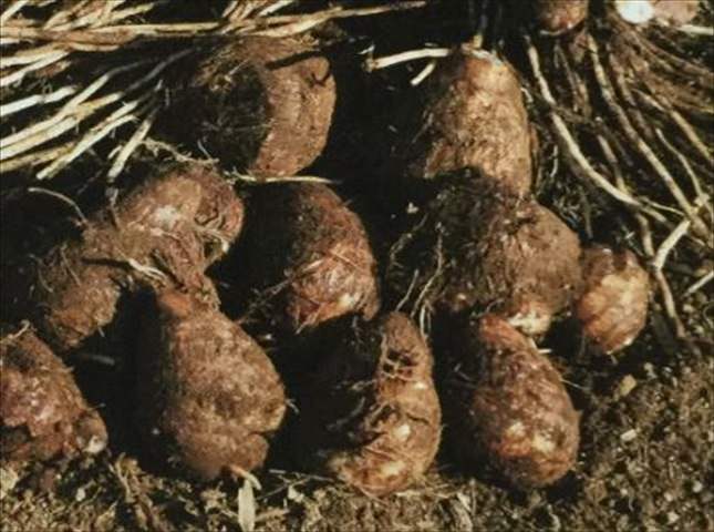 サトイモの栽培方法と育て方のコツ