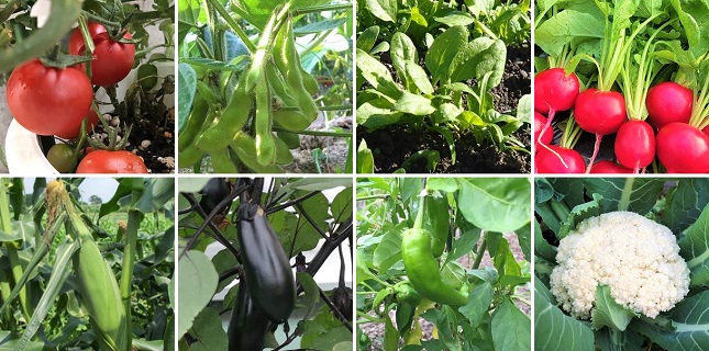 家庭菜園で栽培できる野菜の一覧