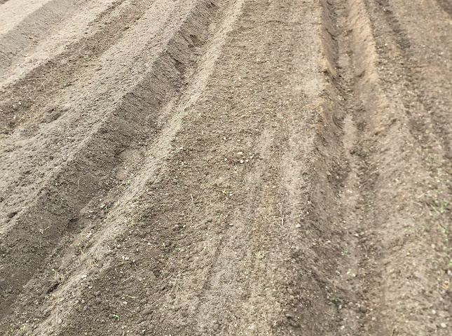 シュンギクの露地栽培の土作りと畝作り