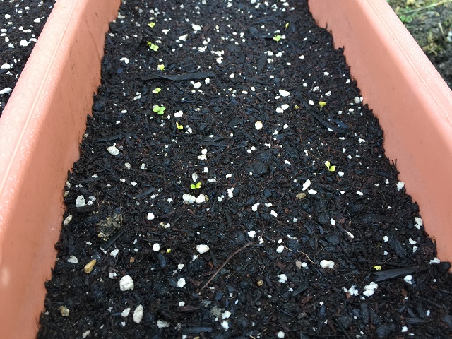サニーレタスをプランター栽培する時の用土の量