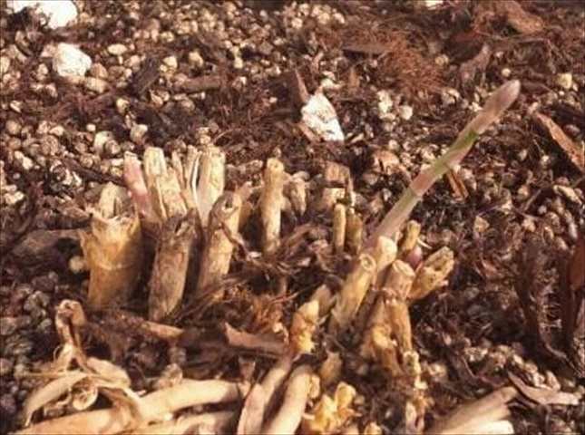 アスパラガスの栽培方法と育て方のコツ